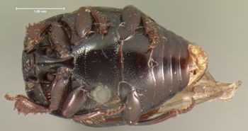 Media type: image;   Entomology 6922 Aspect: habitus ventral view